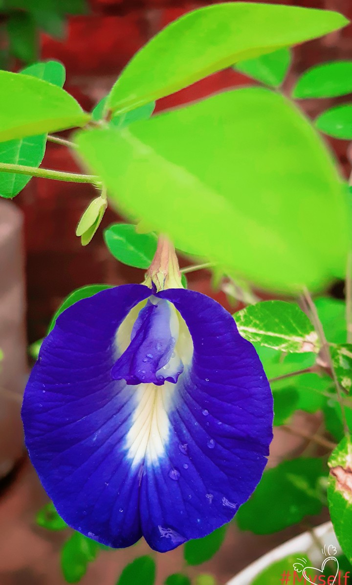 Flower head: ? flower petal Nature #Aprajita