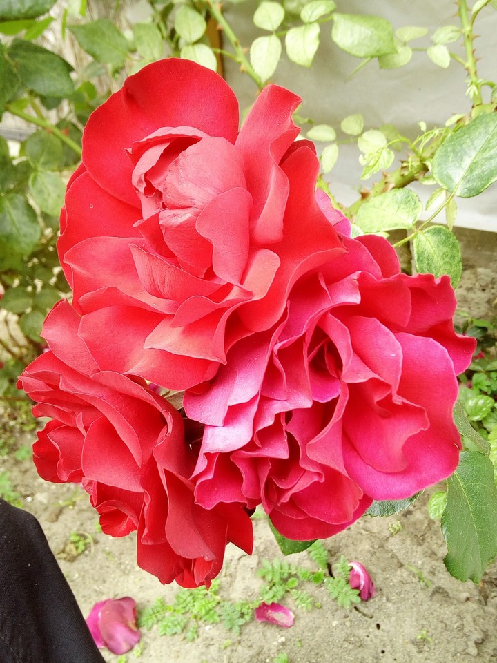 Rose