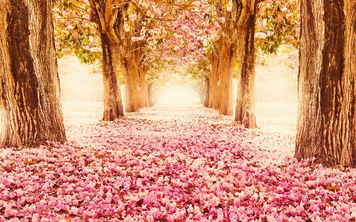 la primavera.................... è unica