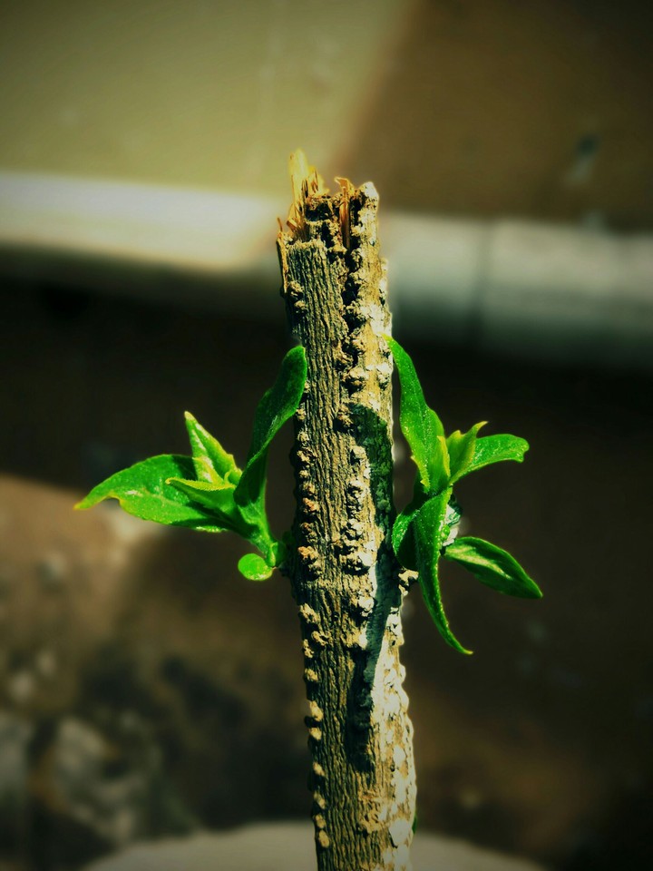 Broken twig