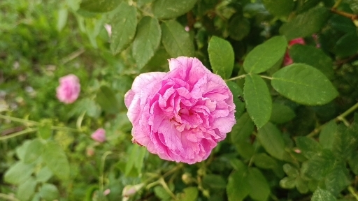 Роза