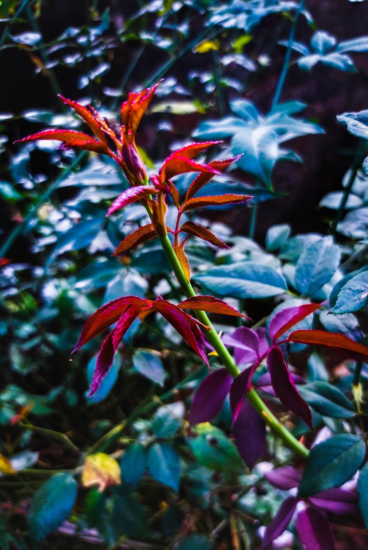 leaves