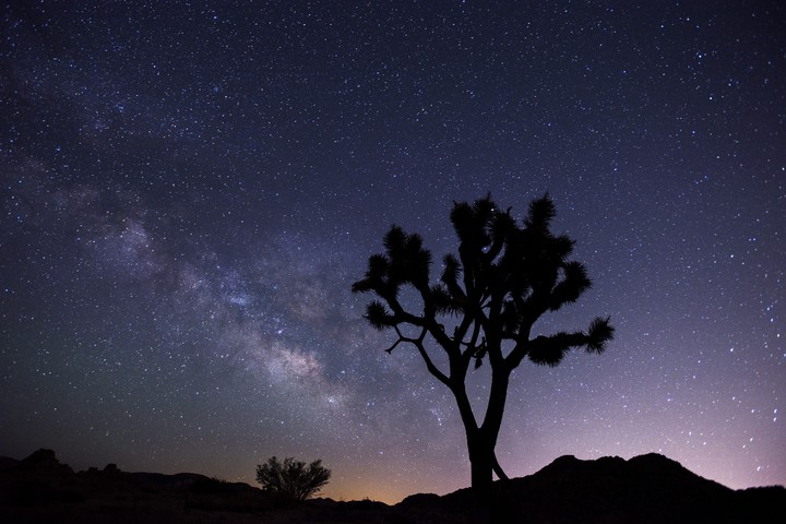 #Tree Starry Sky Evening