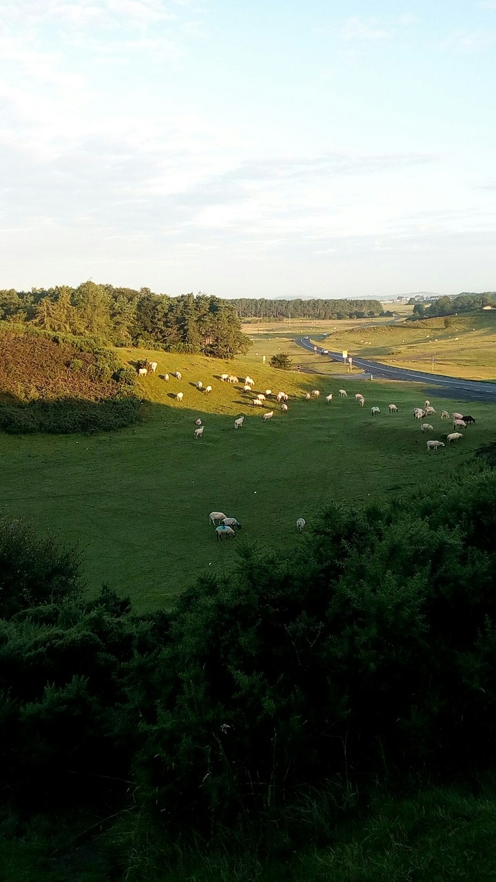 irish land