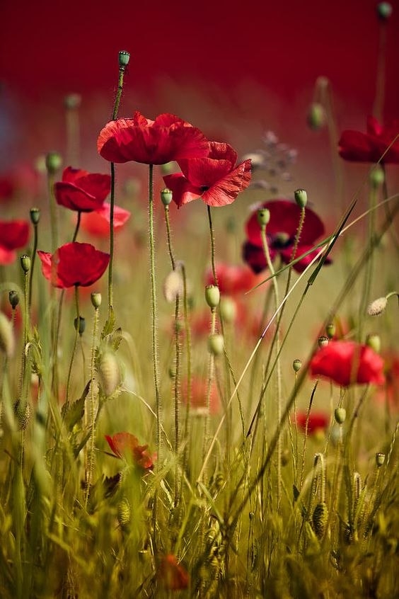 just wild flowers