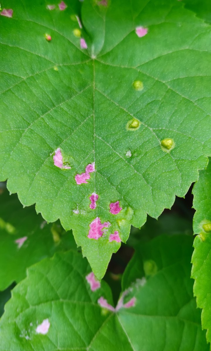 Pink color stains in leaf