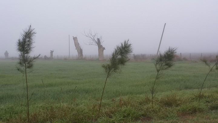 campo arg
