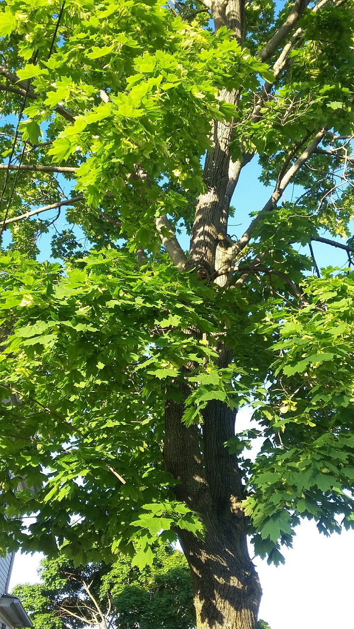 Tree in the Sun
