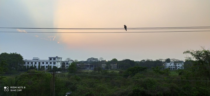 Evening and Bird