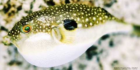 pufferfish, Fish achtergronden