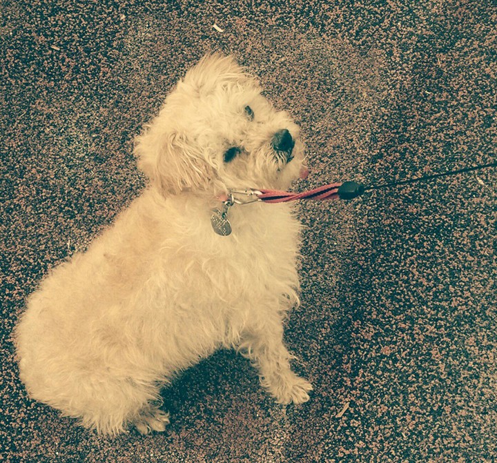 A tamed cute fluffy tan puppy