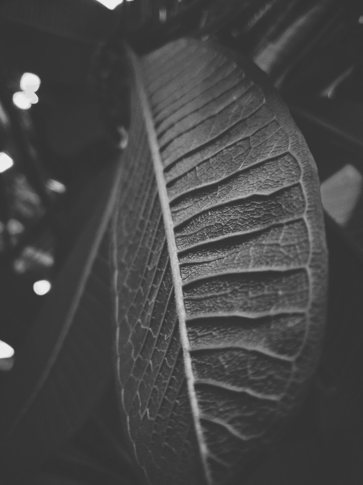 Leaf B&W