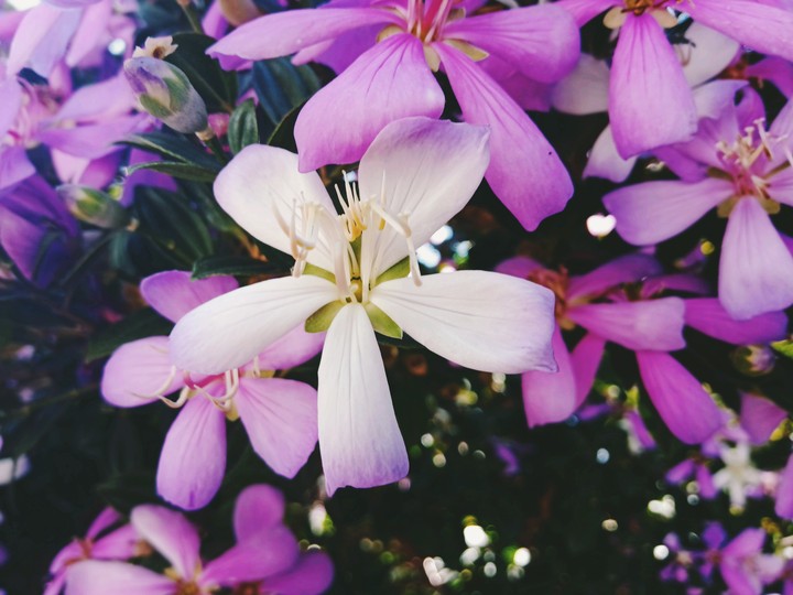 natureza 07
