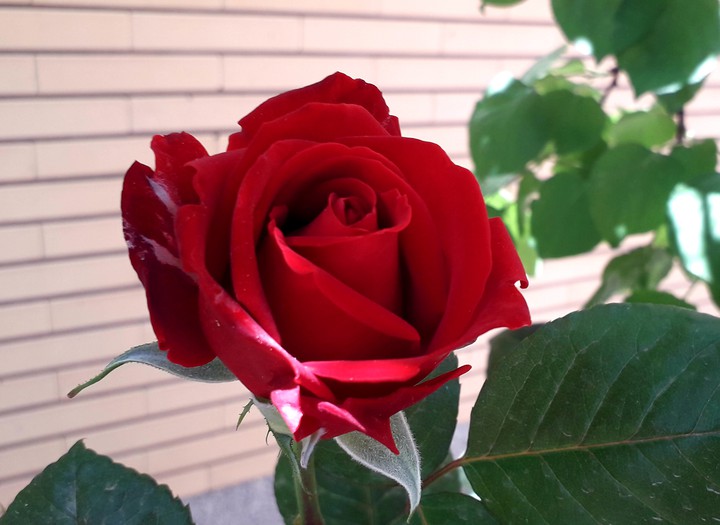 red rose