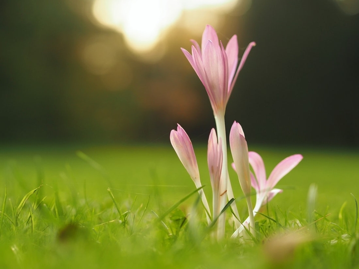 flowers