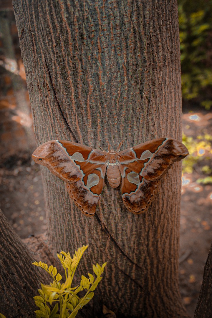 borboleta