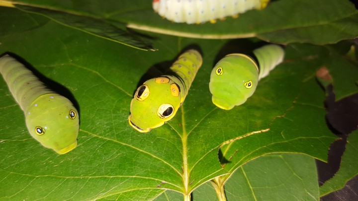 Caterpillar gang
