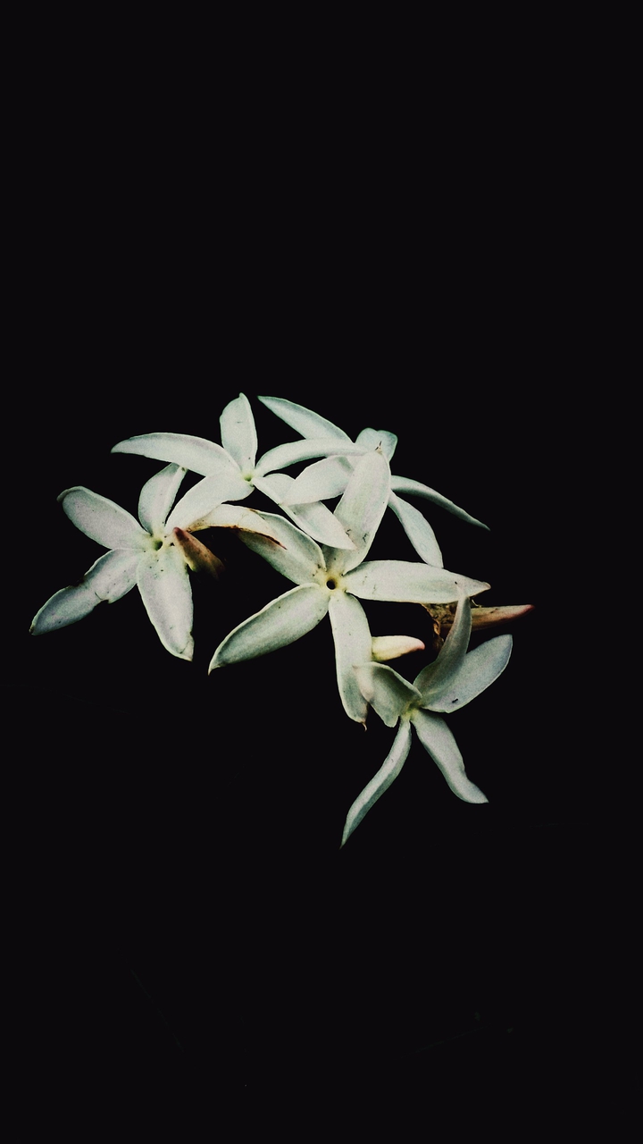 @flower