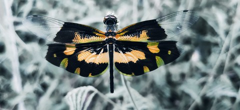 Rhyothemis veriegate