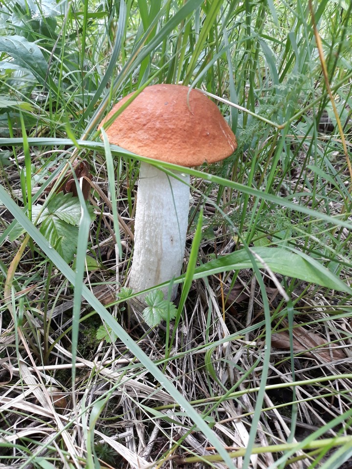 Красень