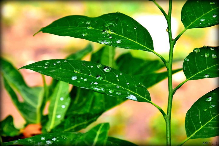 raindrops on leaves