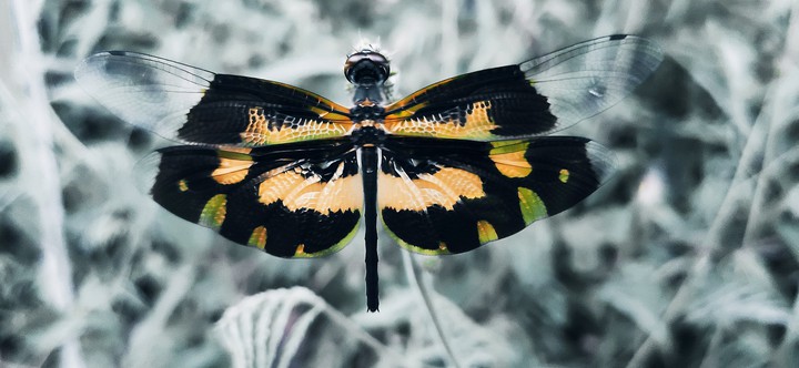 Rhyothemis veriegate