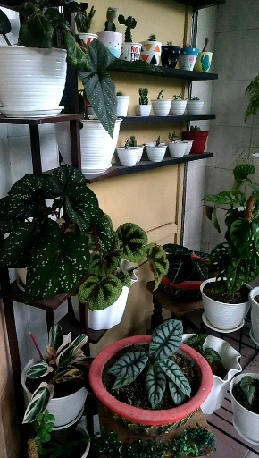 my garden