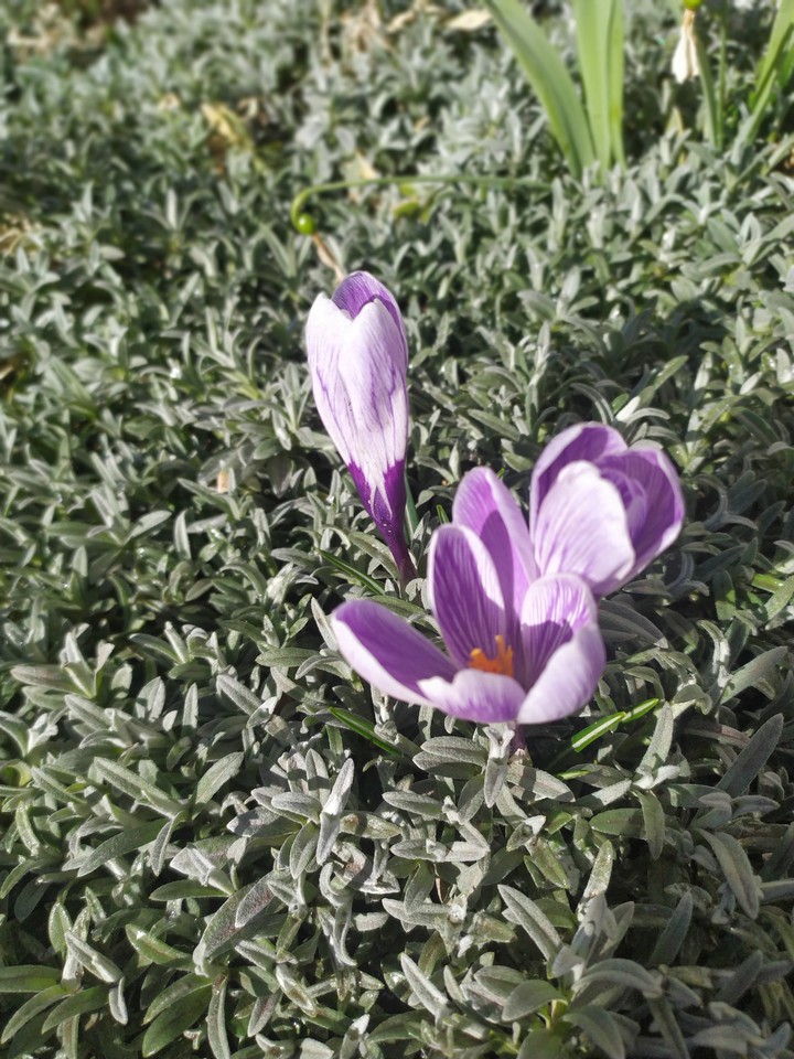 violet