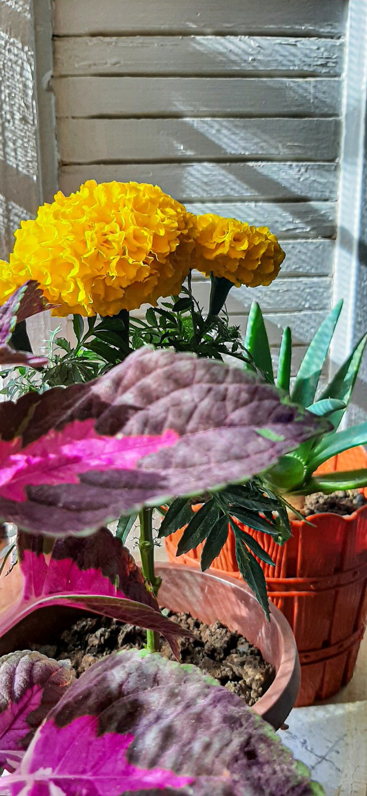 mini garden