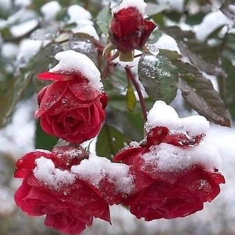 Y❤️     December roses