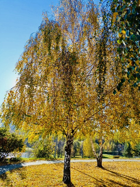 papéis de parede Autumn, birch