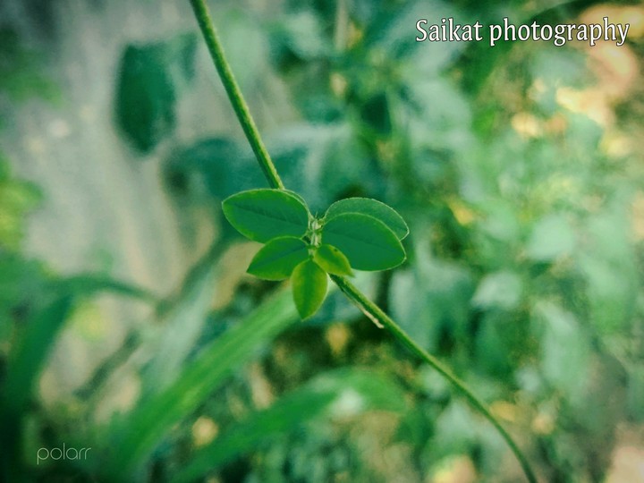 nature leaf