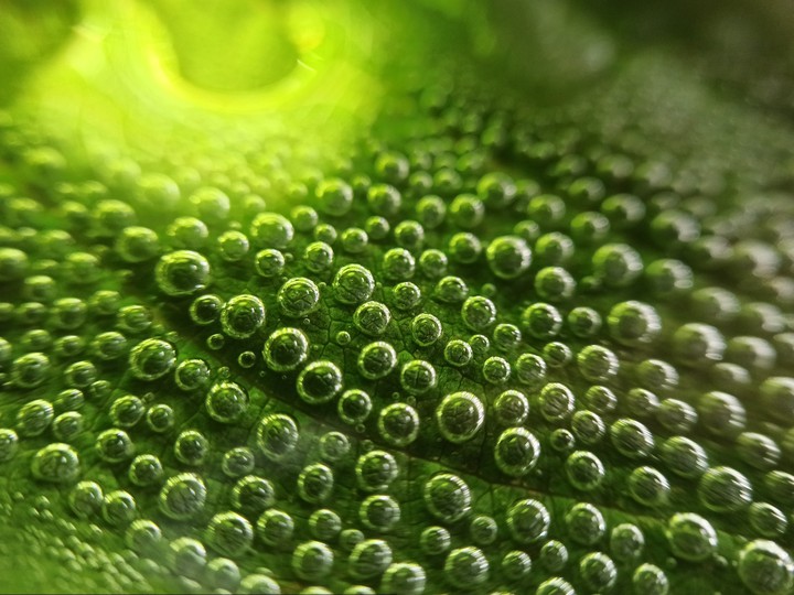 macro #4