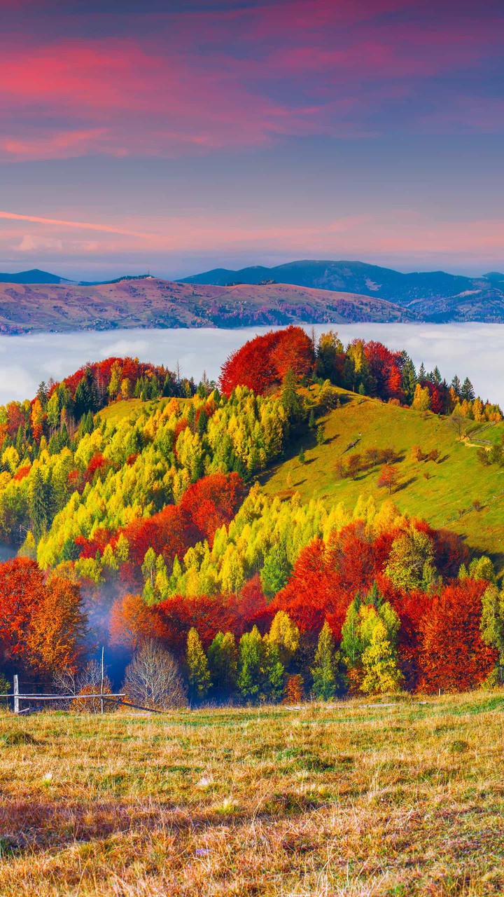 Colour