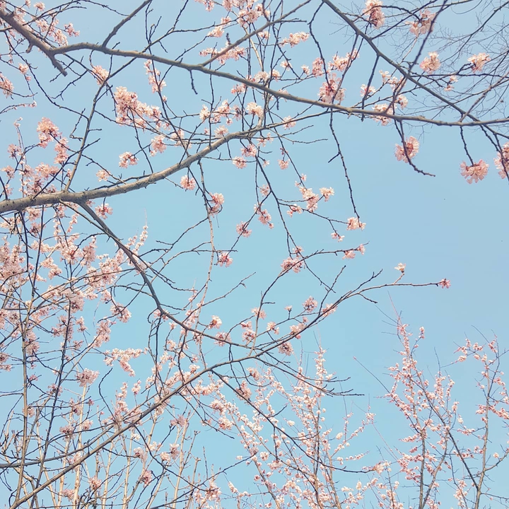 벚꽃