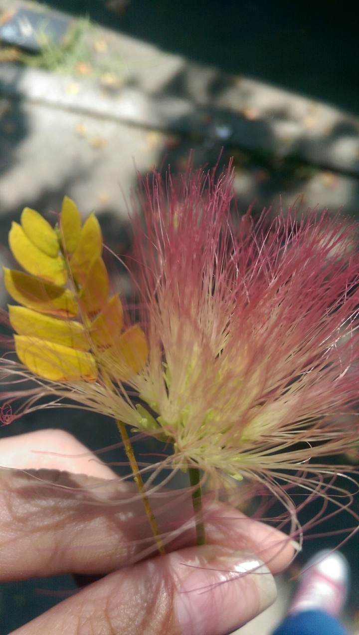 summer flower