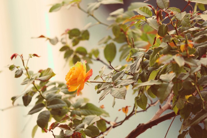 rose