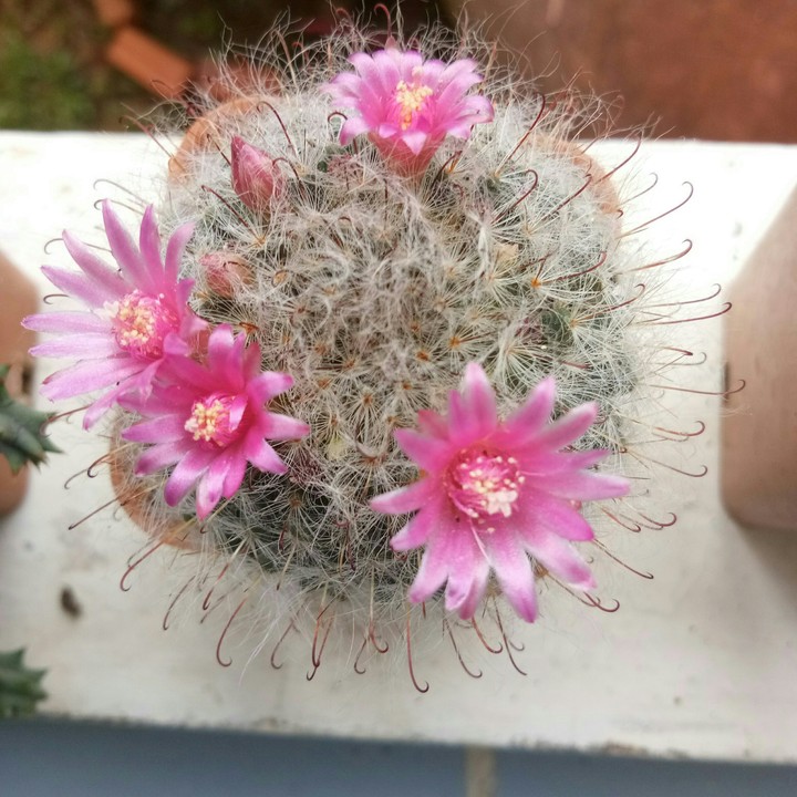 Cactus