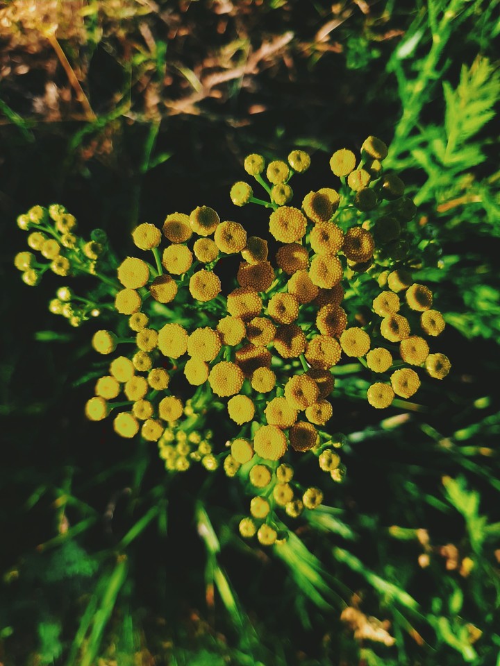 yellow
