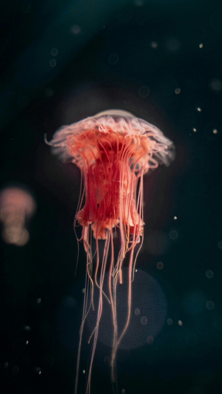 ✨JELLYFISH✨