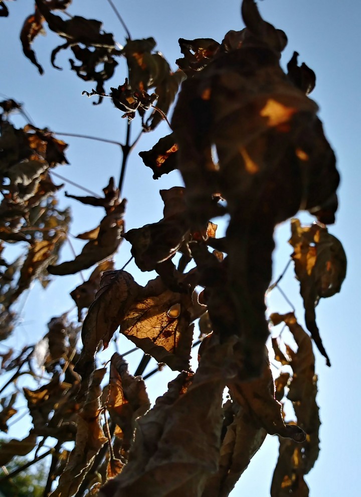 Leaf Lights