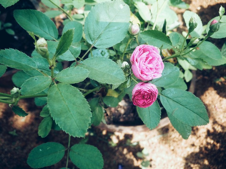 Flower story 