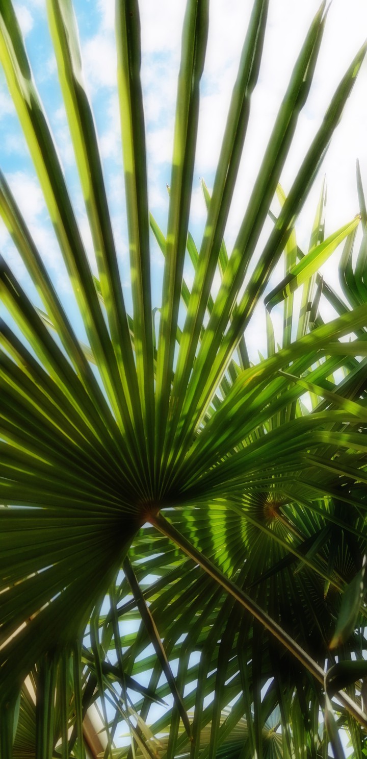 beauty palm