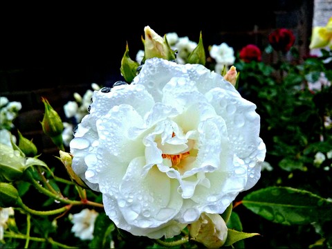 fonds d'écran rose, petal