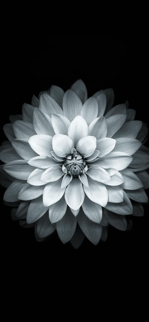 ? dark flower ?