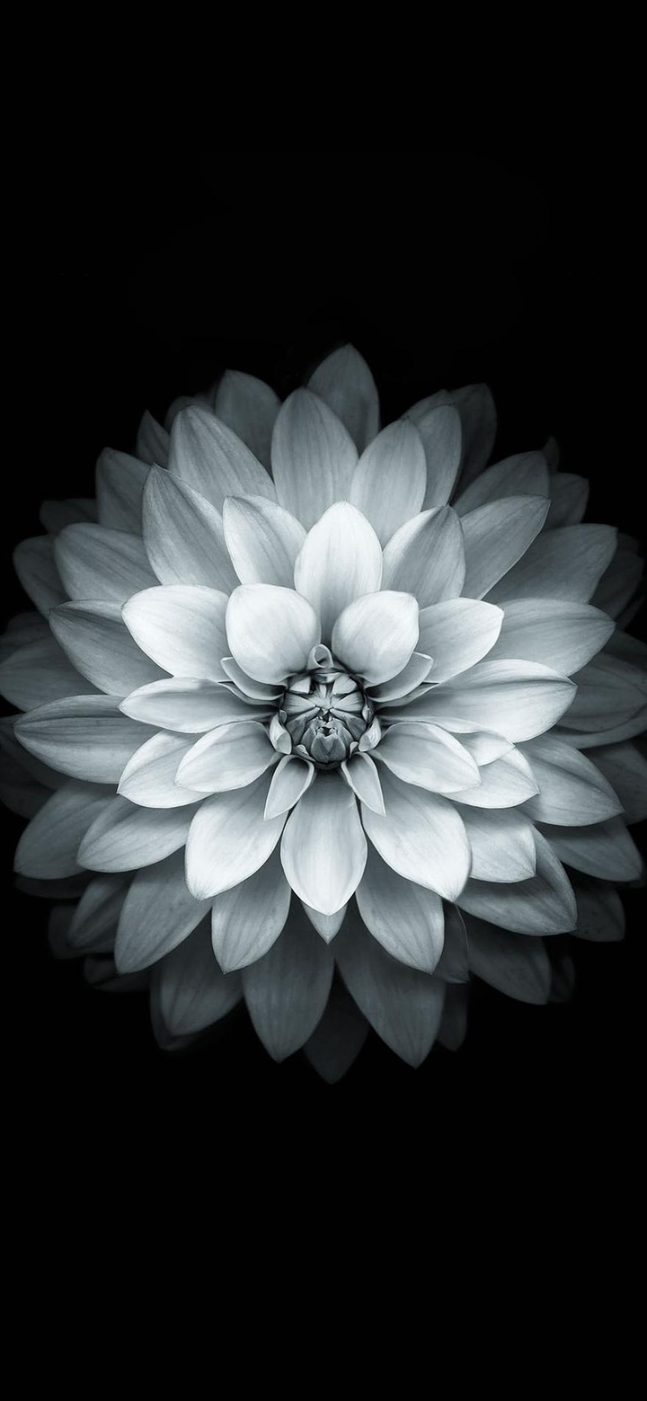 ? dark flower ?