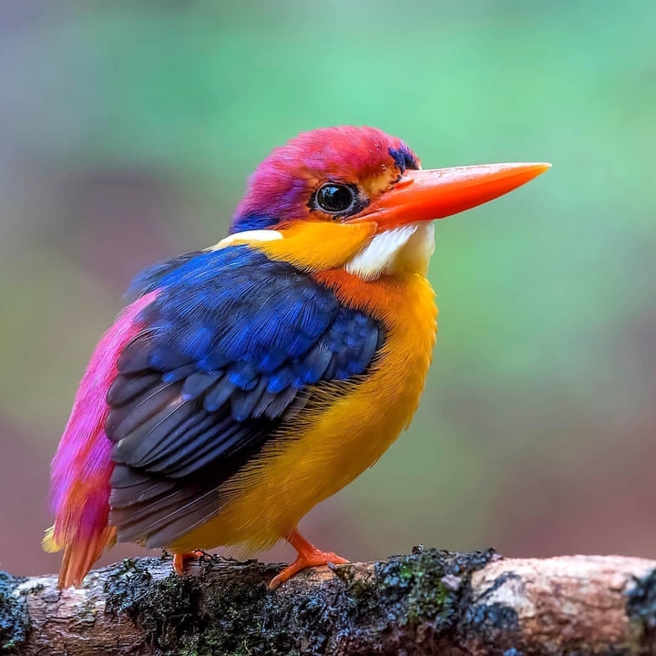 kingfisher