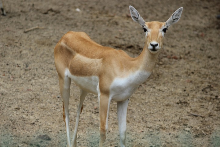 beautiful_deer