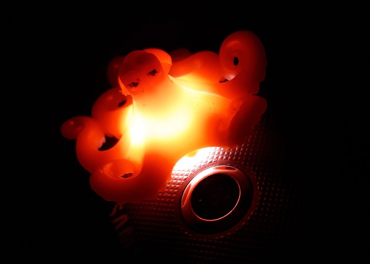 octopus