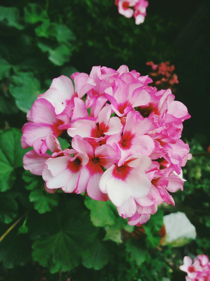 A bunch of lovely Flowers